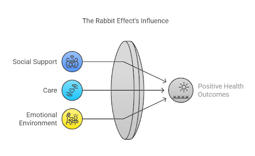 a infographic about What is the rabbit effect story?