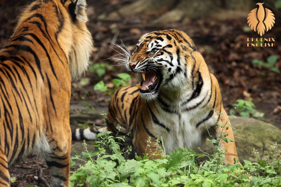 an image about Two fierce tigers fighting