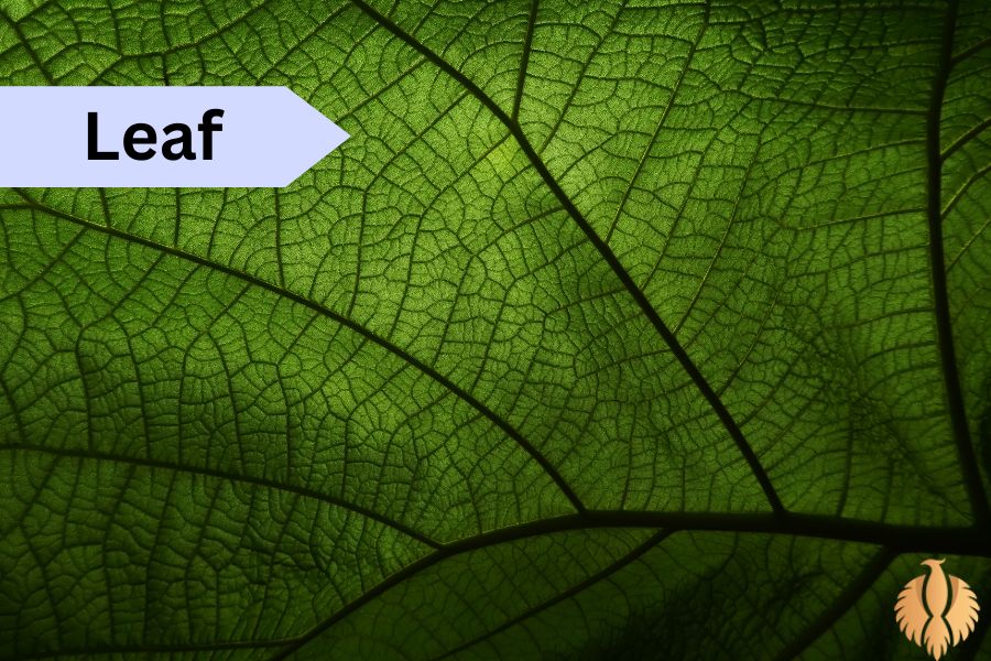 a pic about Leaf